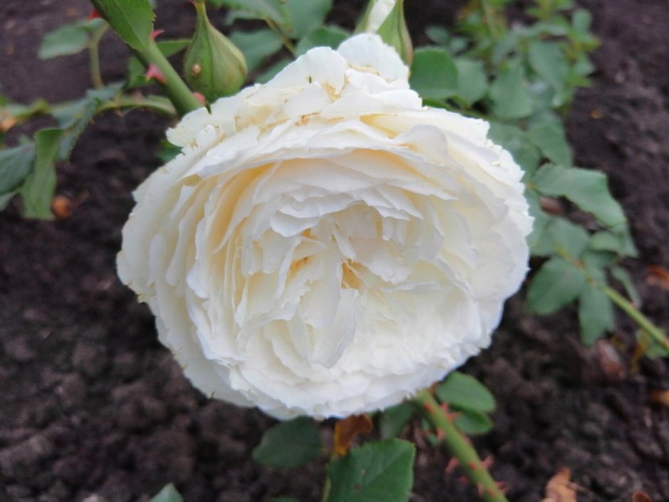 Роза шилаби