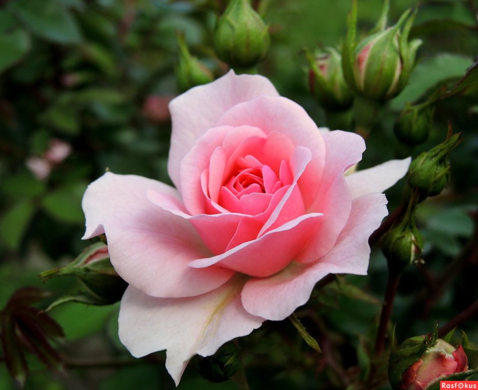 Шилаби Shilabe роза