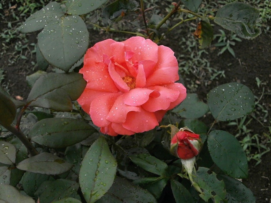 Niharika Нихарика роза