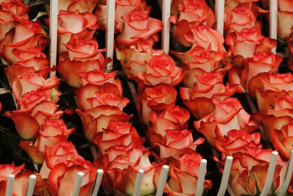 Сорта голландских и эквадорских роз