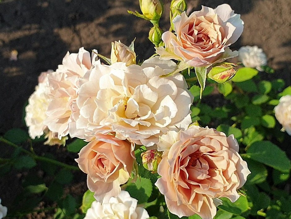 Роза Иоли энциклопедия роза