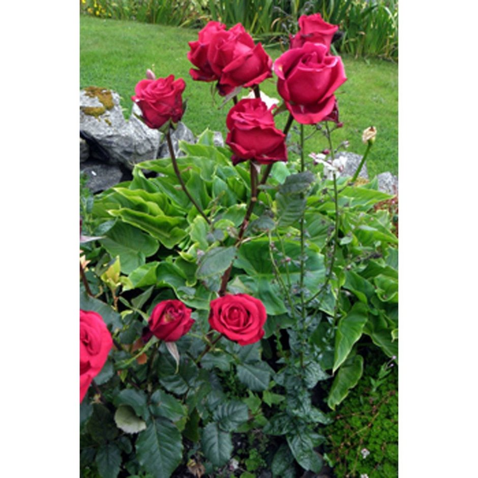 Роза чайнргибридная розарий Дельхай