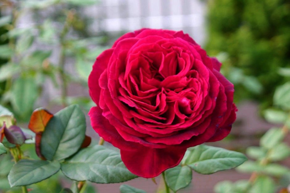 Роза чайно-гибридная Госпель