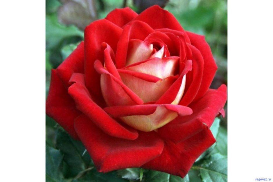 Роза чайно-гибридная Осирия (Osiria)