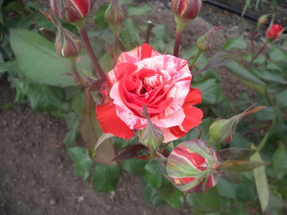 Роза кустовая фаерворкс