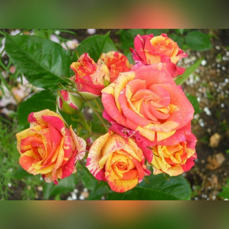 Роза миниатюрная оранж Джувел