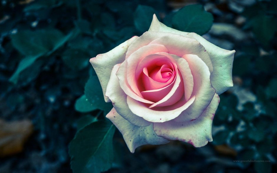 Роза поппи роуз