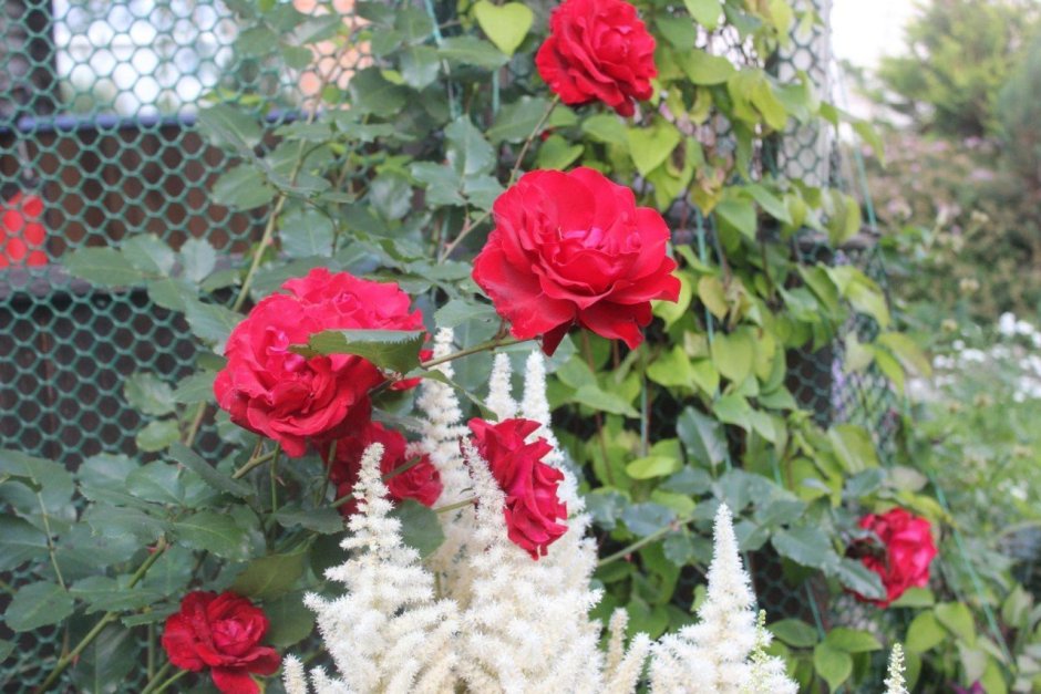 Красная плетистая роза соседство