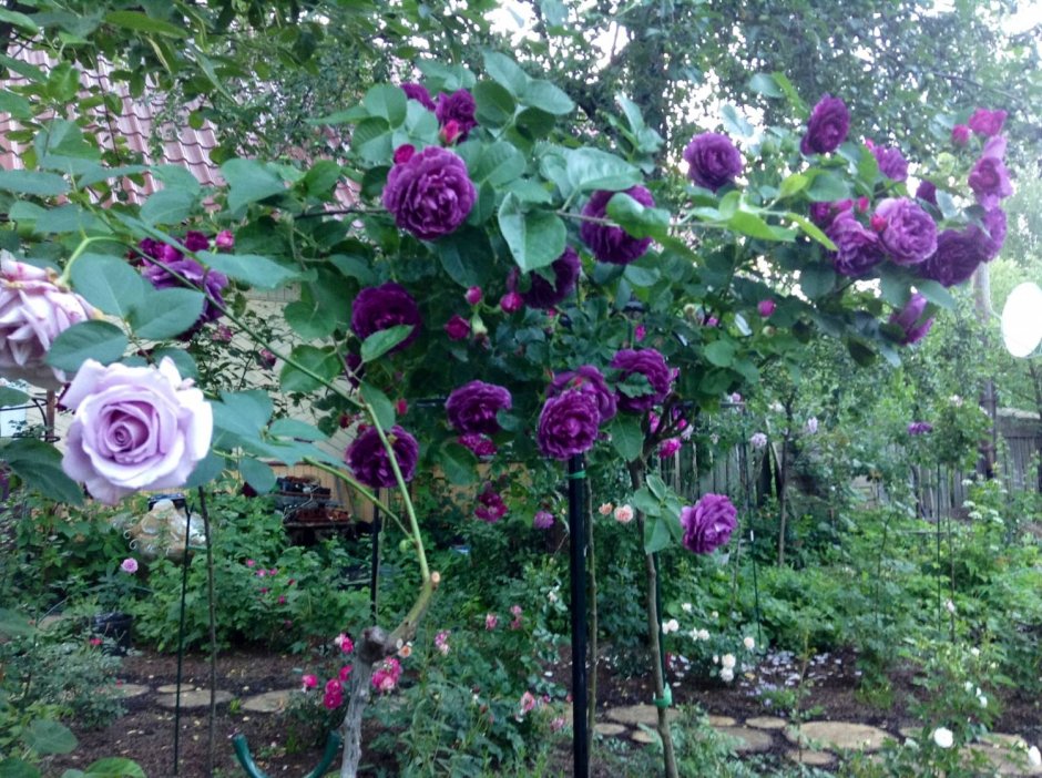 Purple Skyliner роза на штамбе