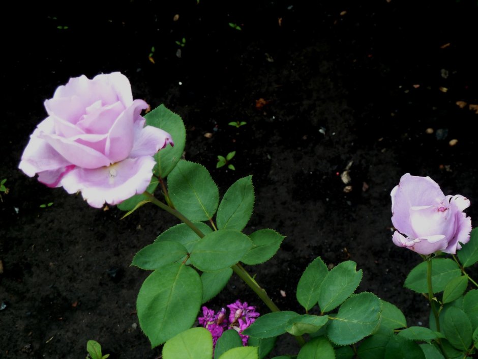 Роза голубой Нил в саду