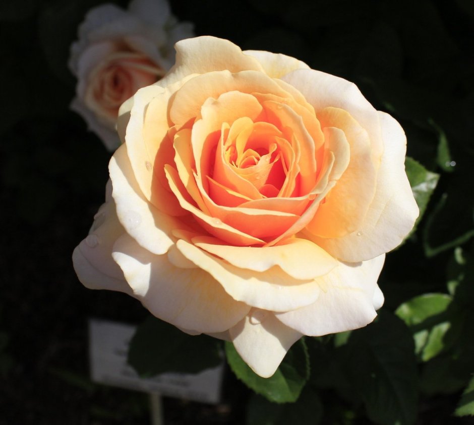 Сью Хипкин роза роза