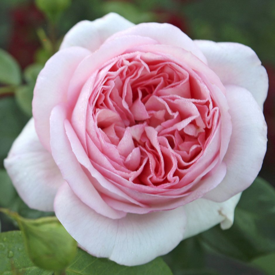 Бобино Bobino роза