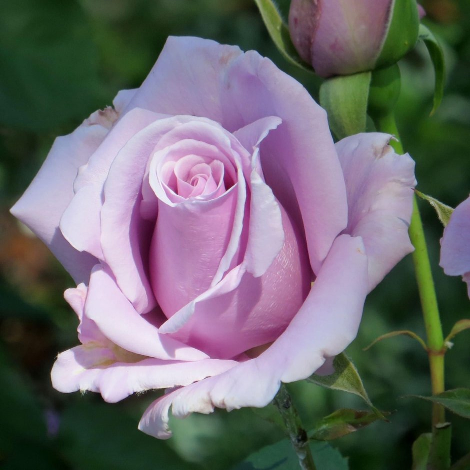 Роза чайно-гибридная голубая
