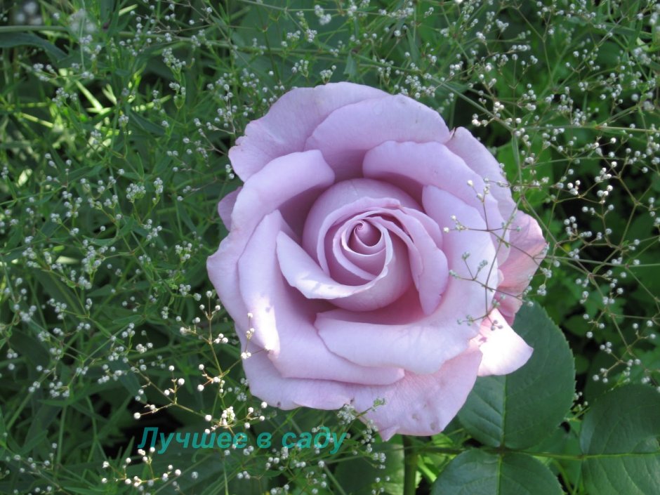 Роза (сорт 'Indigoletta')