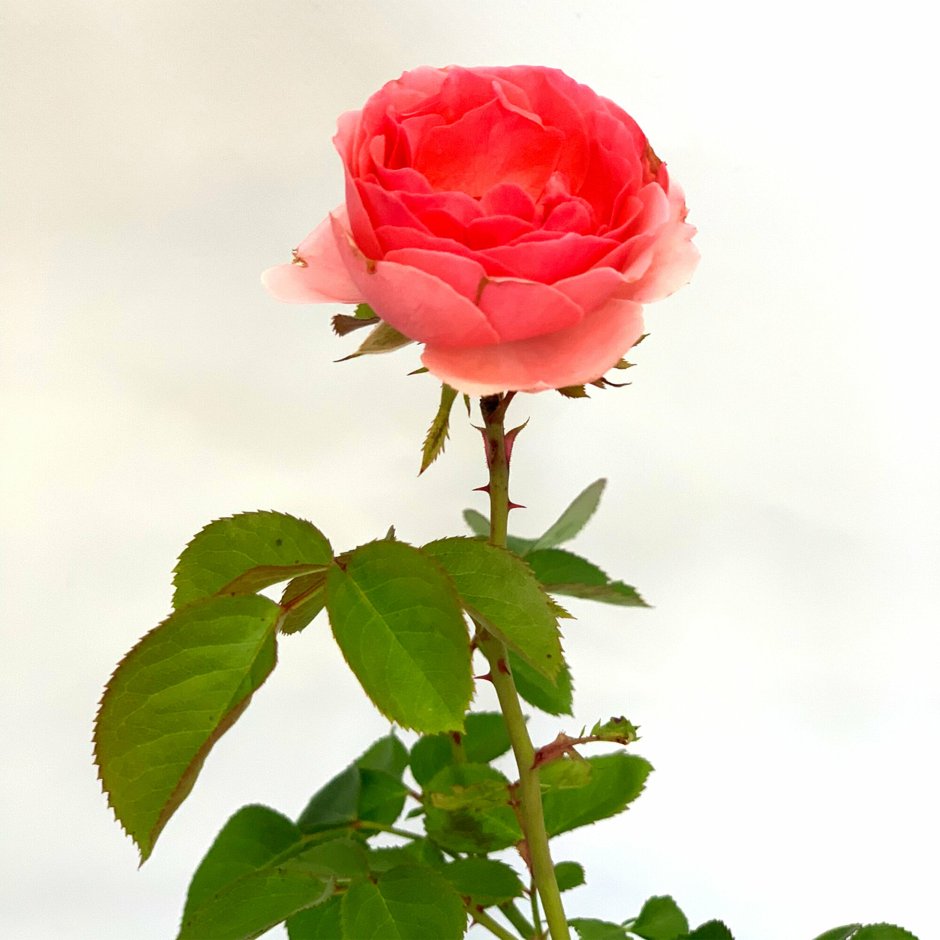 Роза искусственная флорибунда ветвь Treez