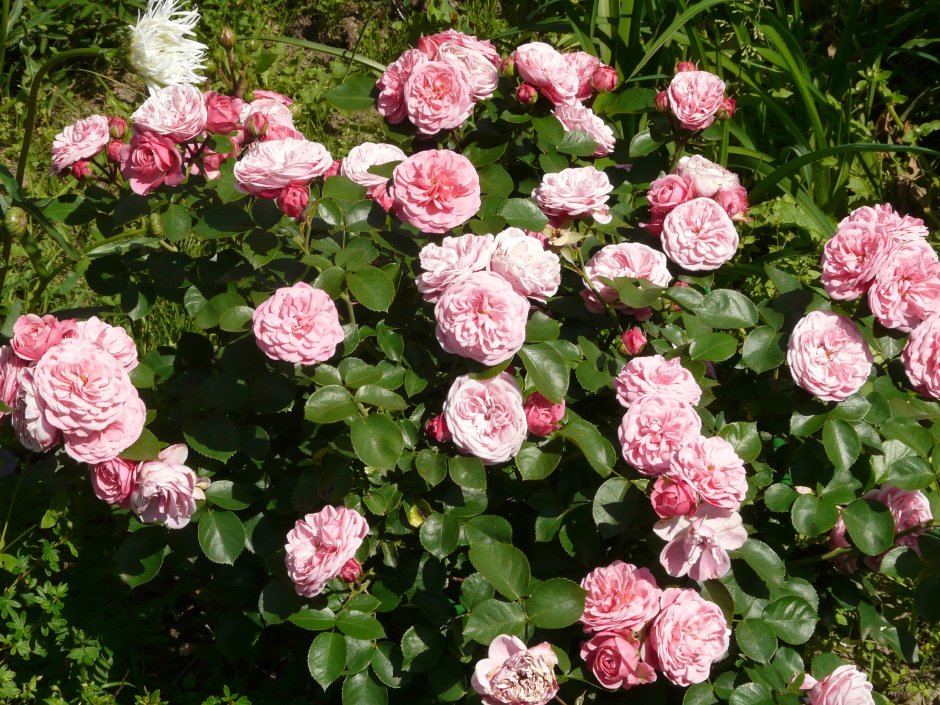 Роза флорибунда кимоно