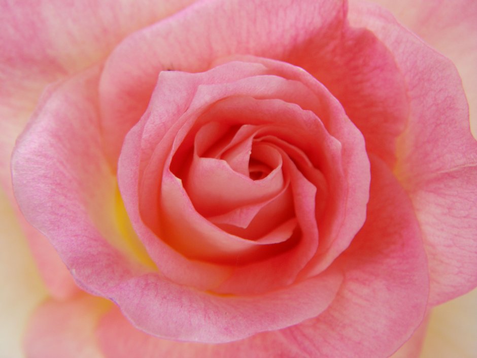 Розы кораллового цвета чайно гибридные