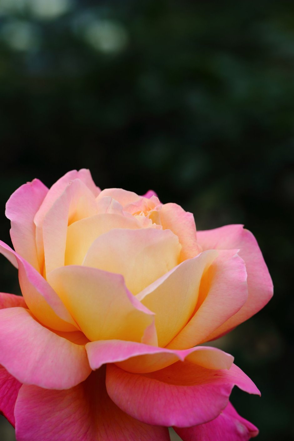 Роза Гарден принцесс розовая