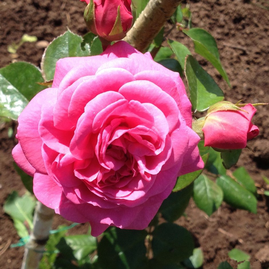 Роза кимоно энциклопедия роз