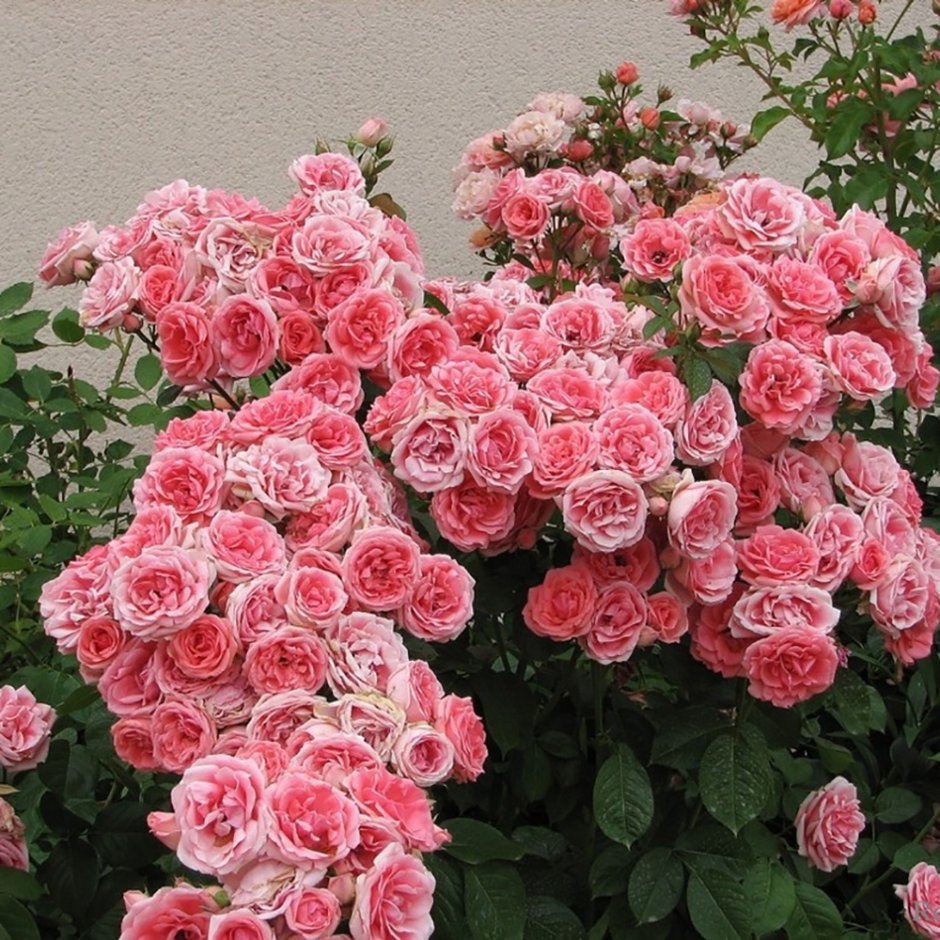 Роза плетистая флорибунда