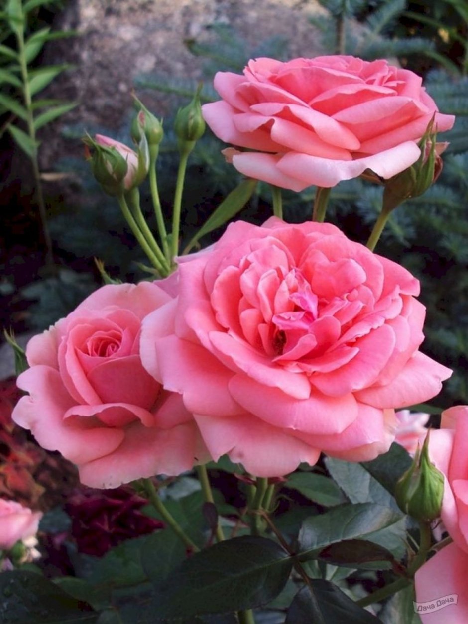Роза флорибунда (Rosa Кimonо)