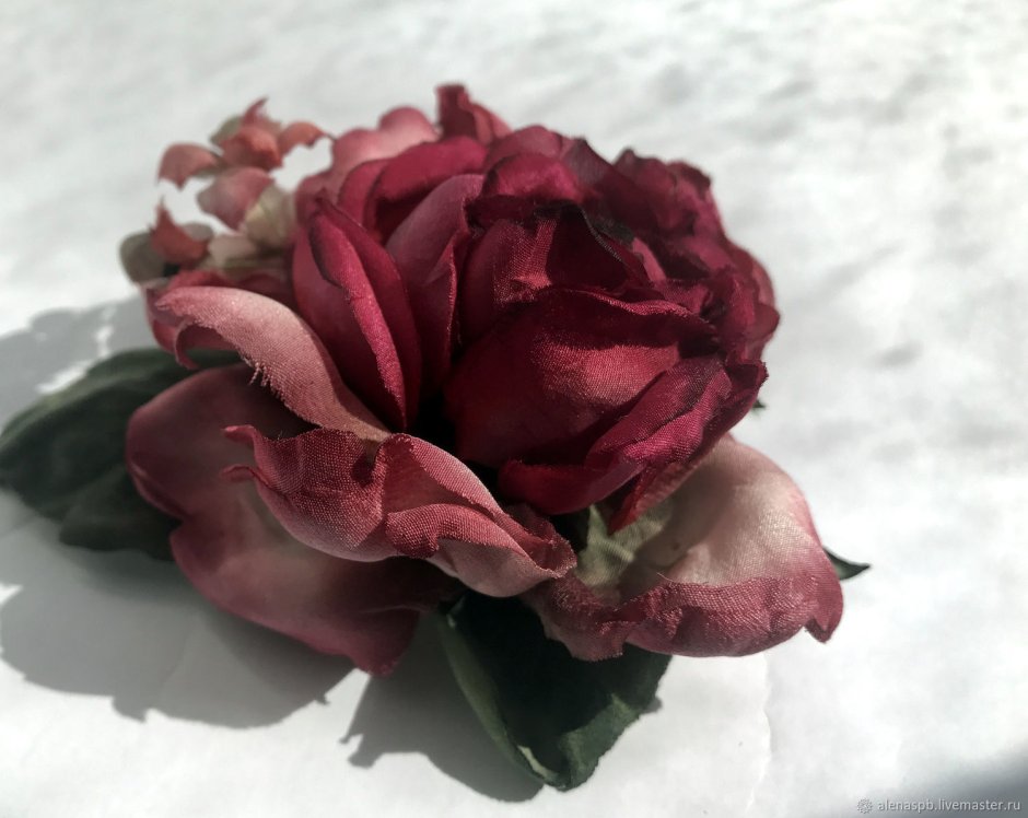 Роза роза графиня Диана
