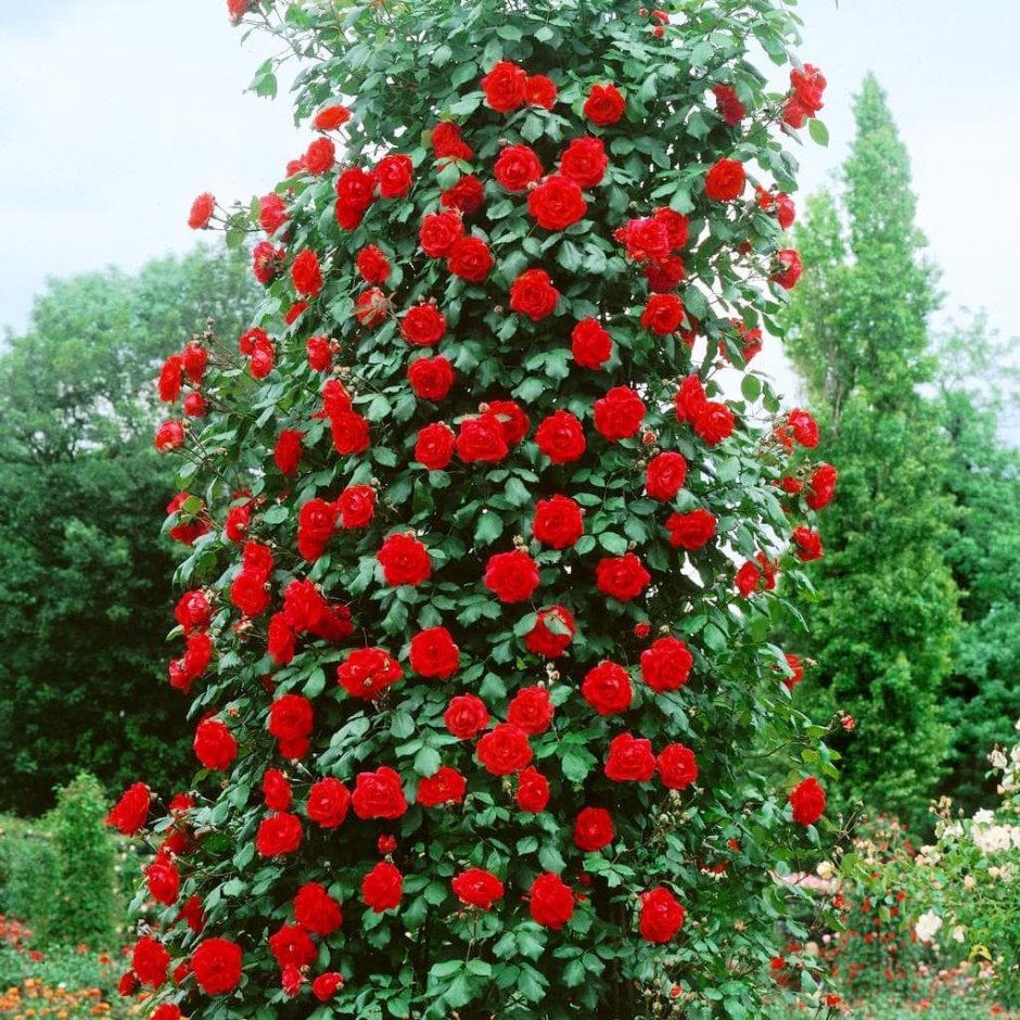 Роза плетистая красная Сантана