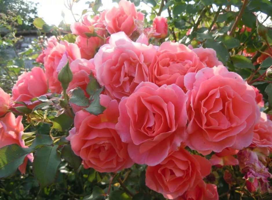 Розы плетистые Алибаба
