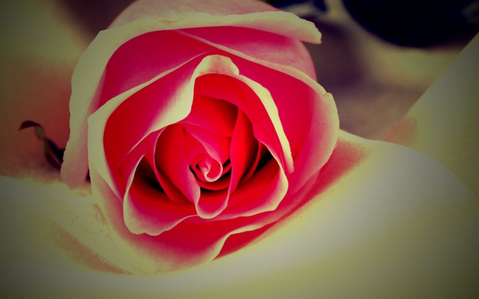 Индийская роза цветок