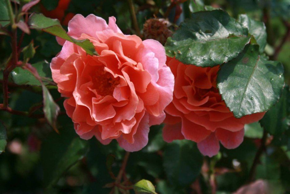 Роза плетистая Алибаба