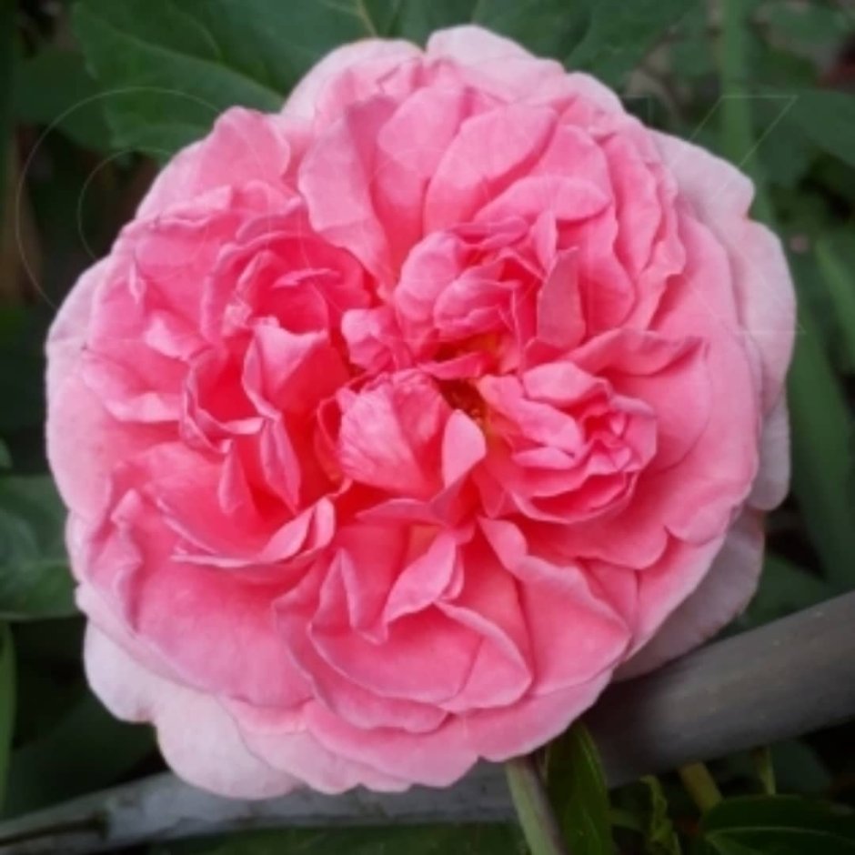Роза Шарль де Голль