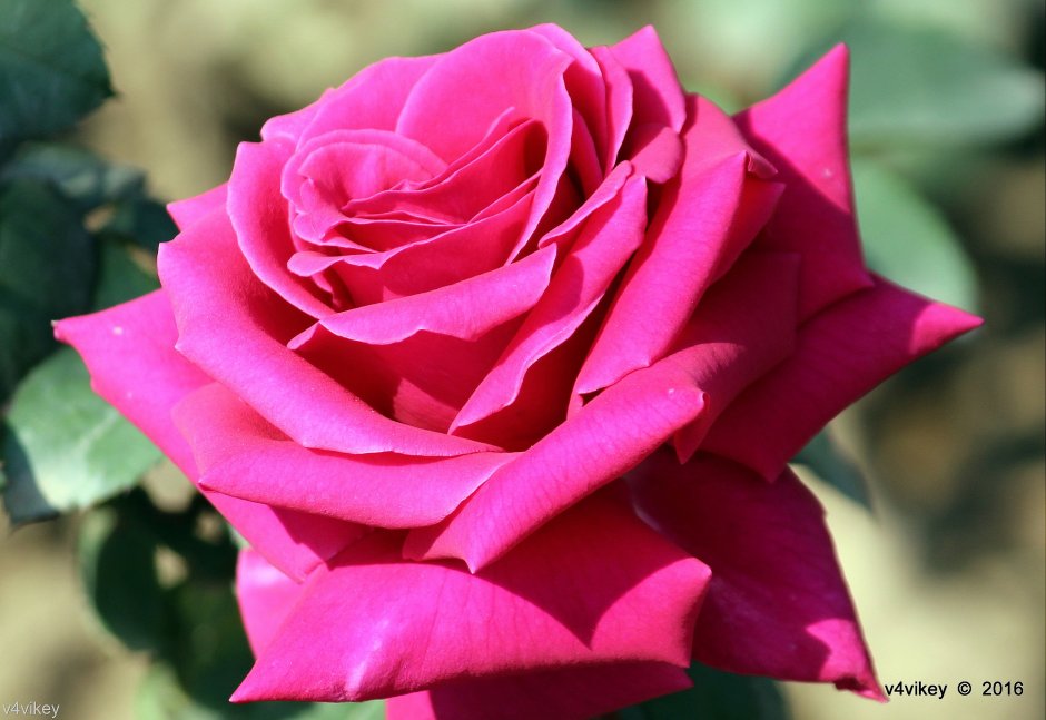 Маджента Magenta роза