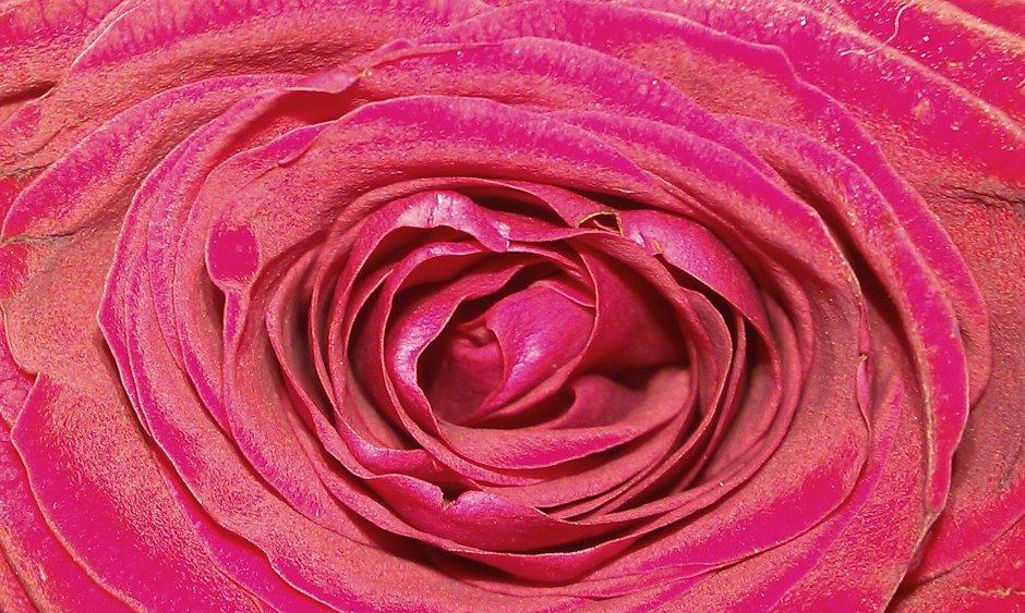 Королевская роза пурпурная