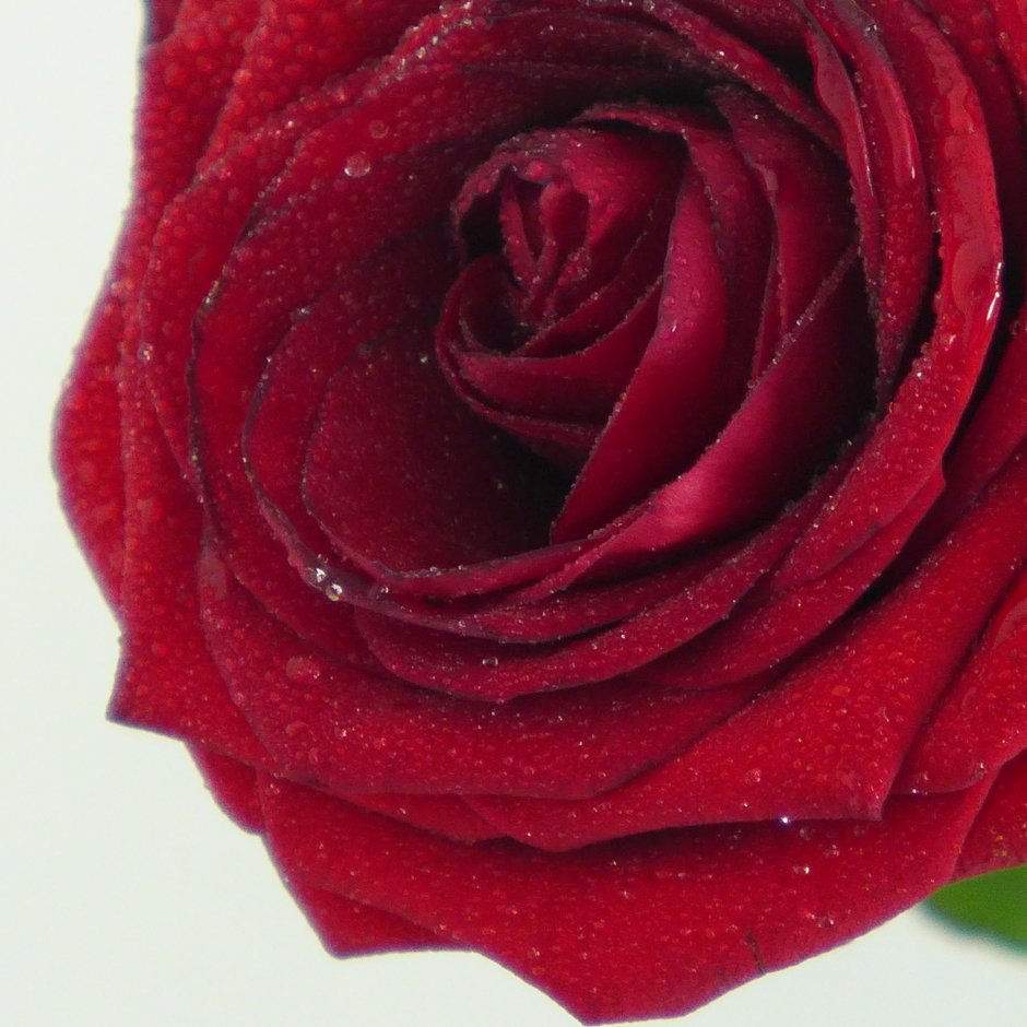 Пурпурно-красный цвет розы