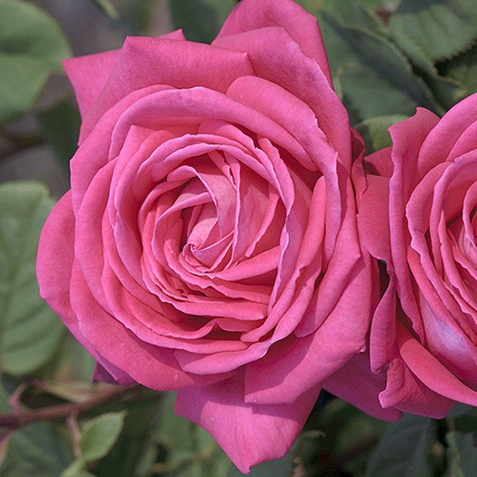 Роза маджента