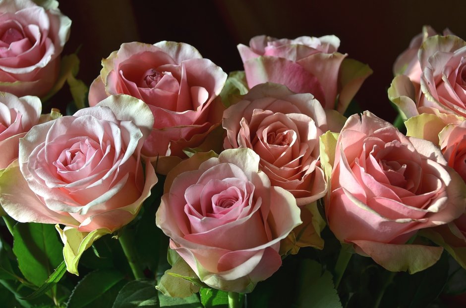 Цветок с розовыми цветами