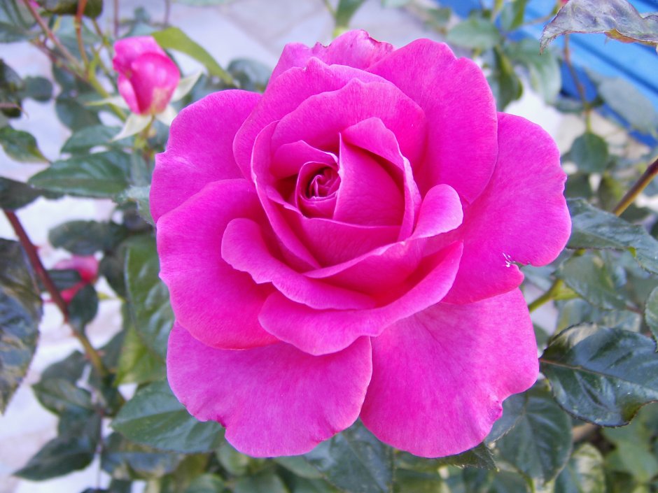 Роза флорибунда Diadem Magenta