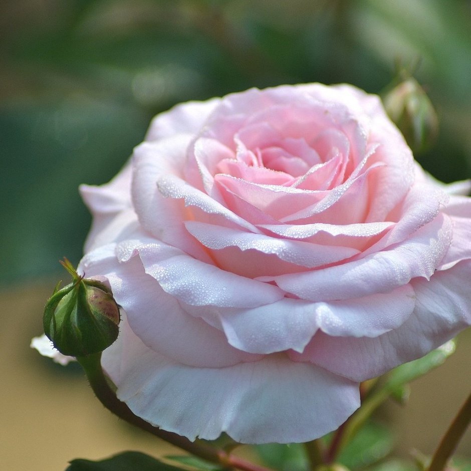 Роза чайно-гибридная принцесса Монако