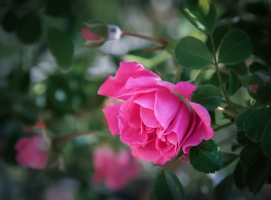 Цветы видная роза