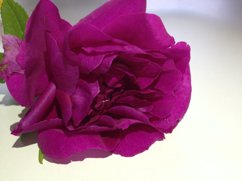 Конкурс пурпурная роза Москва