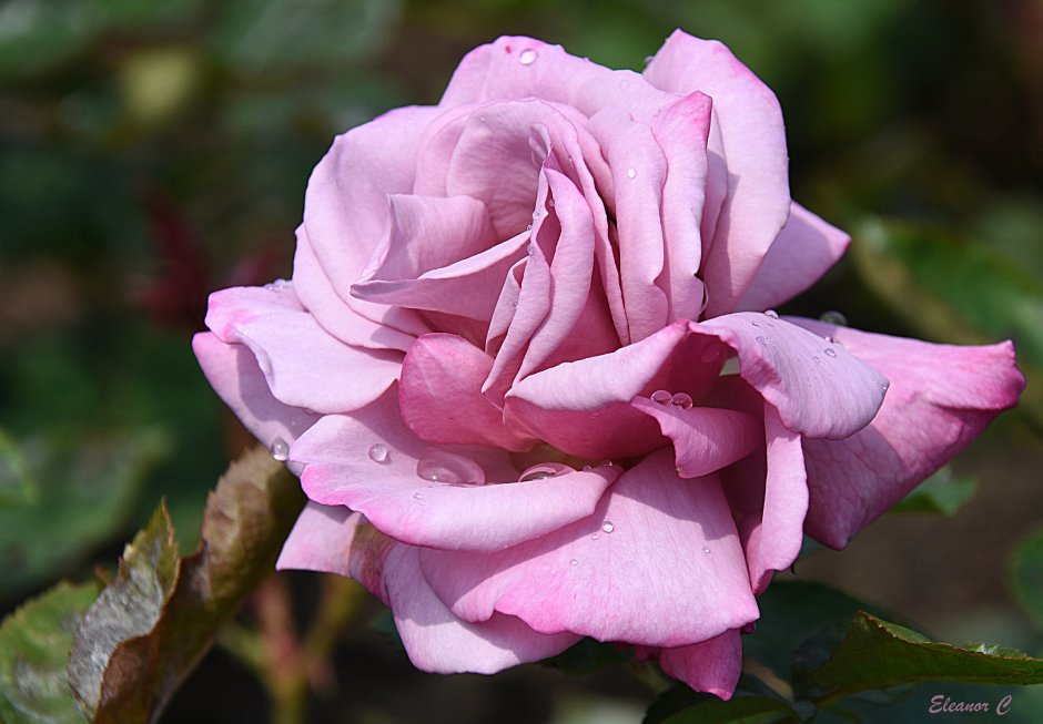 Бутон розы "Lilac" (Princess)