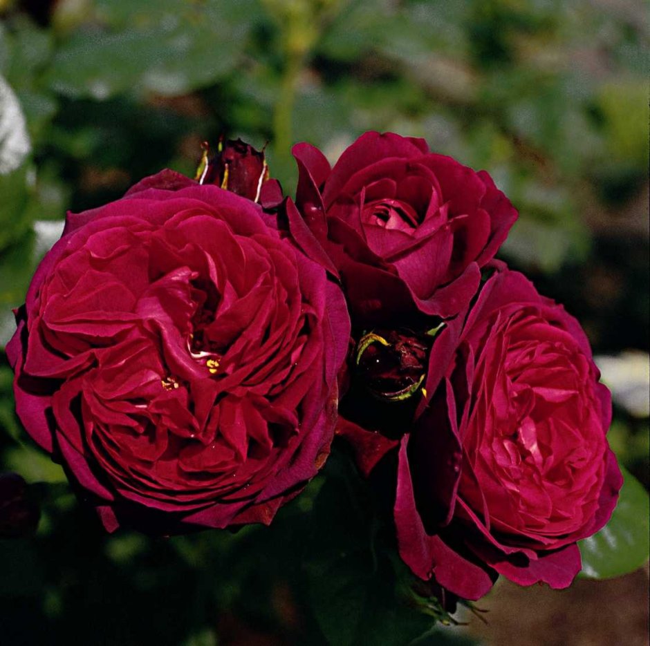 Роза шраб (Rosa Astrid Grafin von Hardenberg
