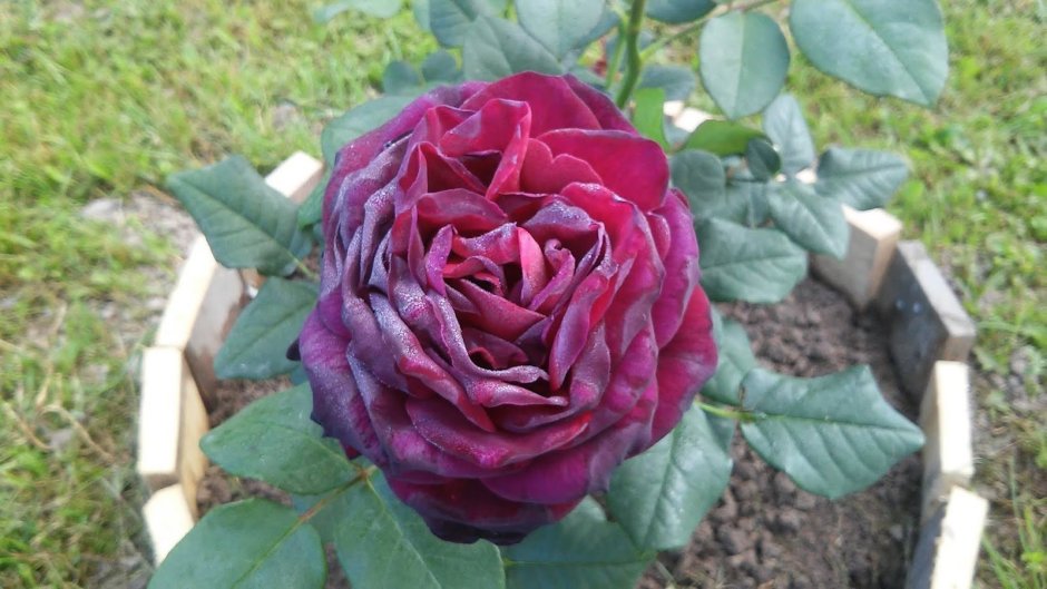 Графиня-фон-Харденберг шраб роза