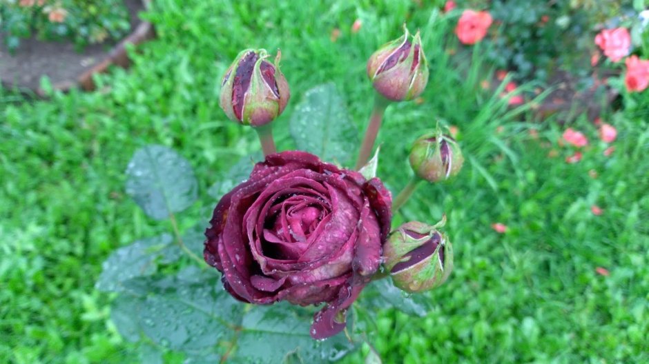 Астрид графиня фон Харденберг (Astrid Grafin von Hardenberg) роза