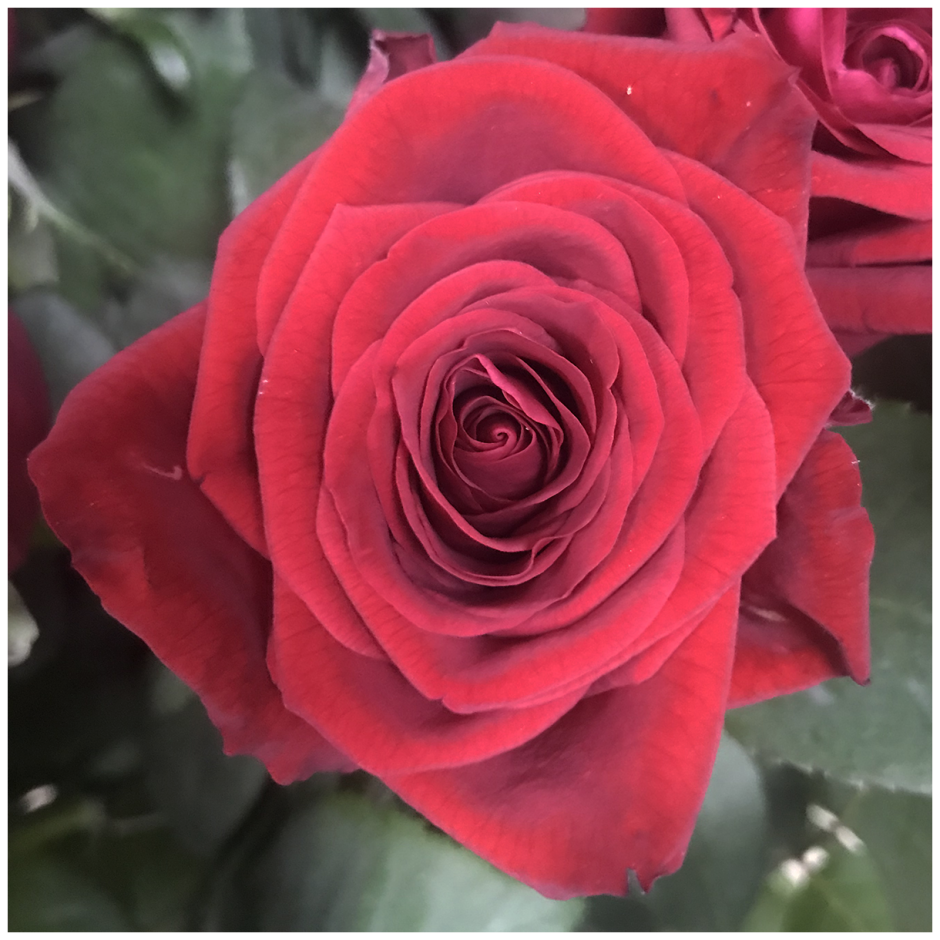 Роза Red Naomi 60 см