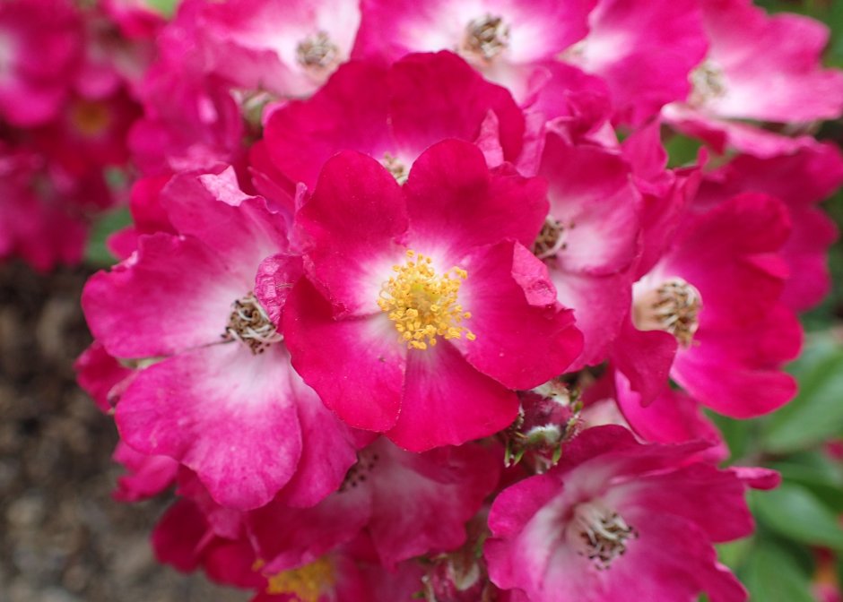 Полиантовая роза Марджори фейр