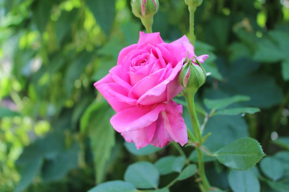 Клэр Маршал роза флорибунды