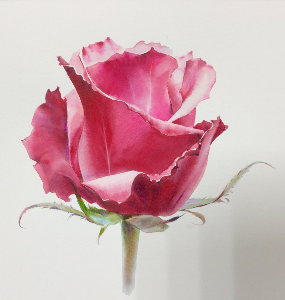 Роза акварель Rose Aquarelle