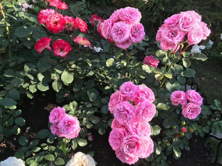 Heidi Klum Rose роза Тантау