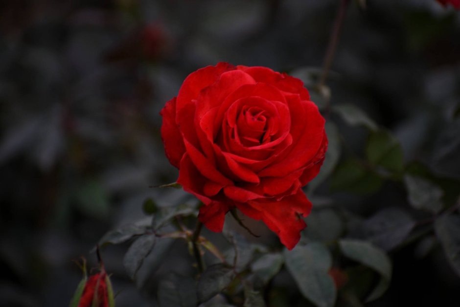 Кардана Гранд роза красный